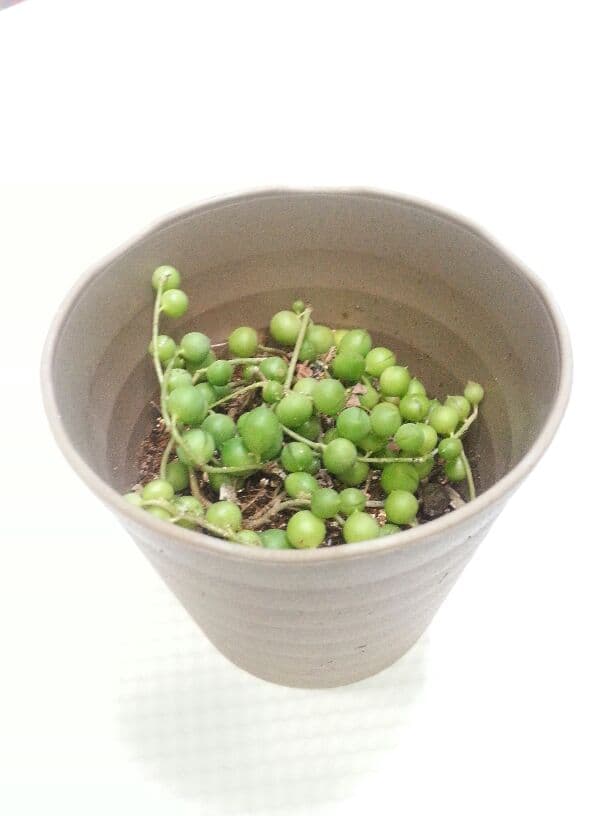 sale♪ セネシオグリーンネックレス2