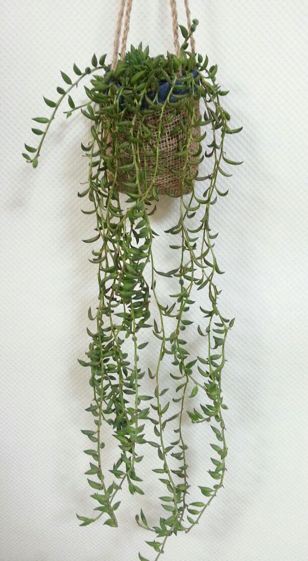 sale♪ セネシオグリーンネックレス2