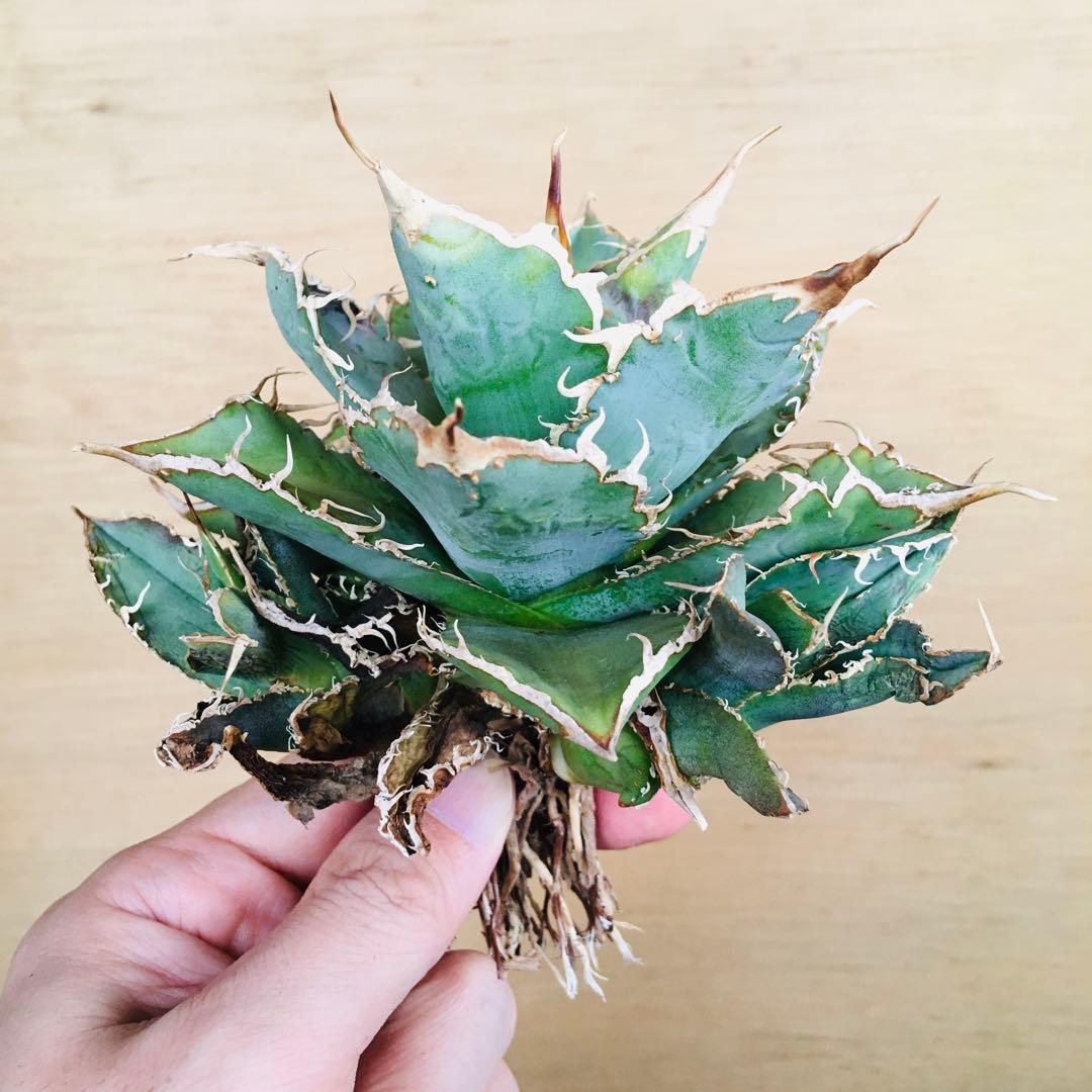 15-7 スペイン TC株 アガベ チタノタ Agave 'Spain'