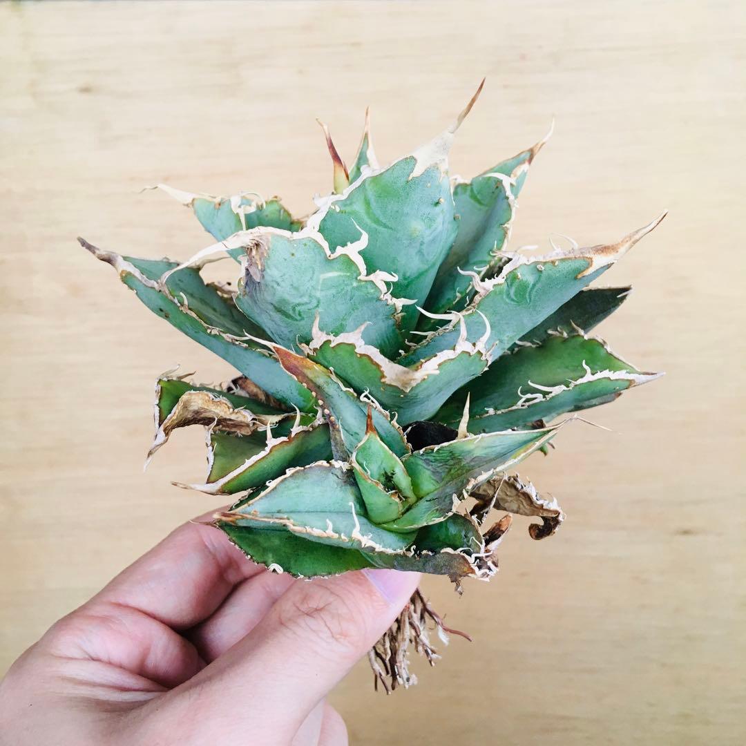 15-7 スペイン TC株 アガベ チタノタ Agave 'Spain'