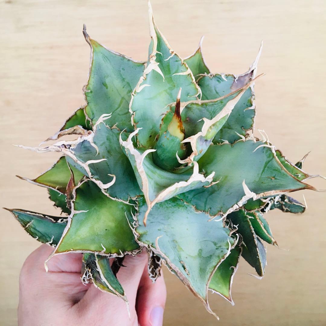 15-7 スペイン TC株 アガベ チタノタ Agave 'Spain'