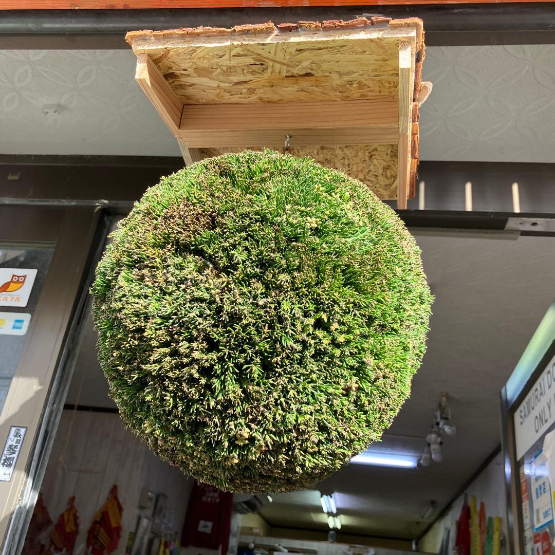 杉玉【屋根付き】⑤