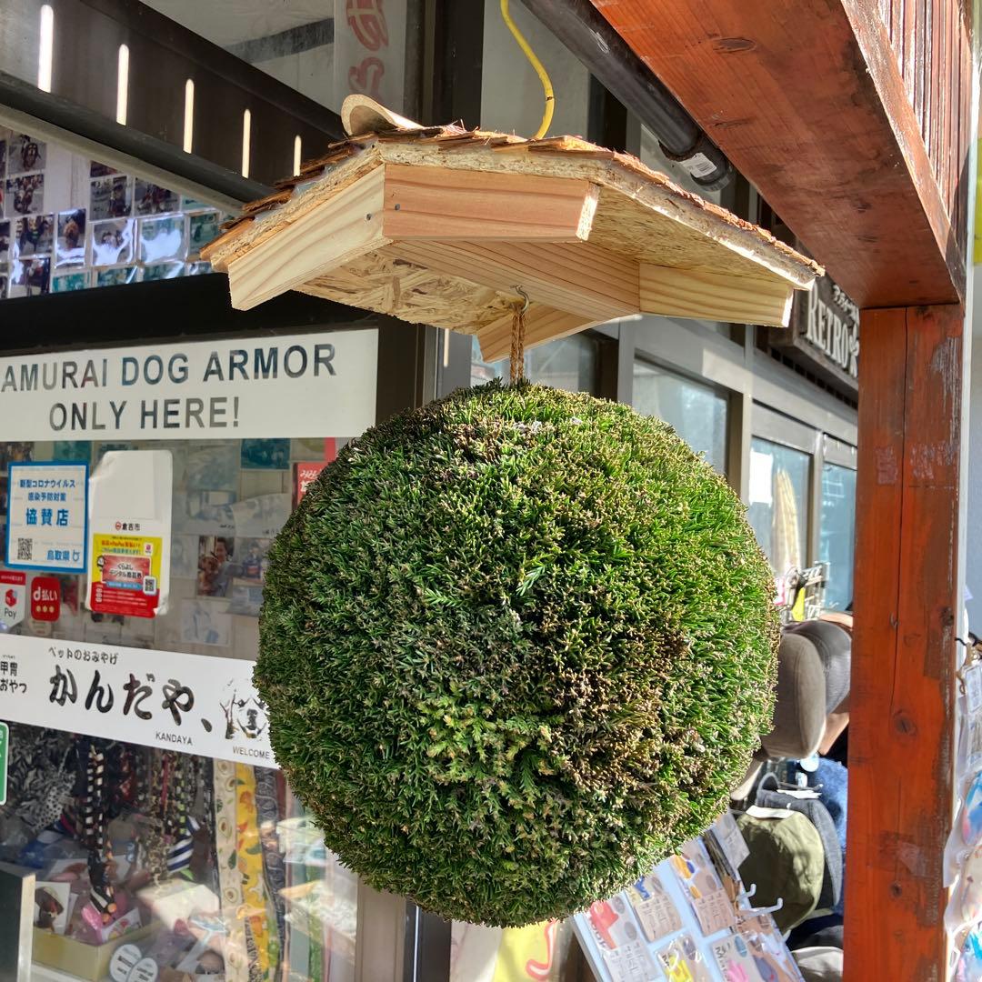 杉玉【屋根付き】⑤