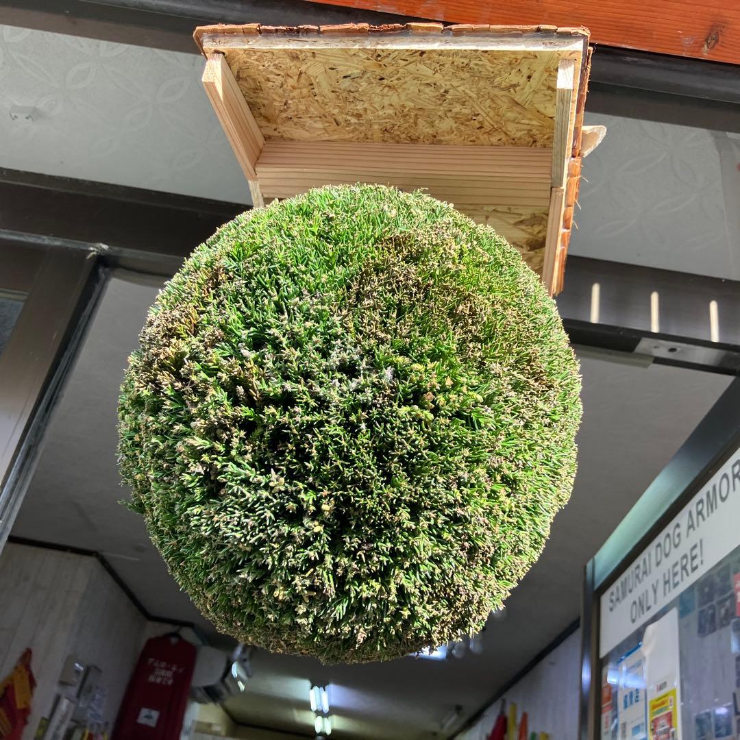 杉玉【屋根付き】⑤