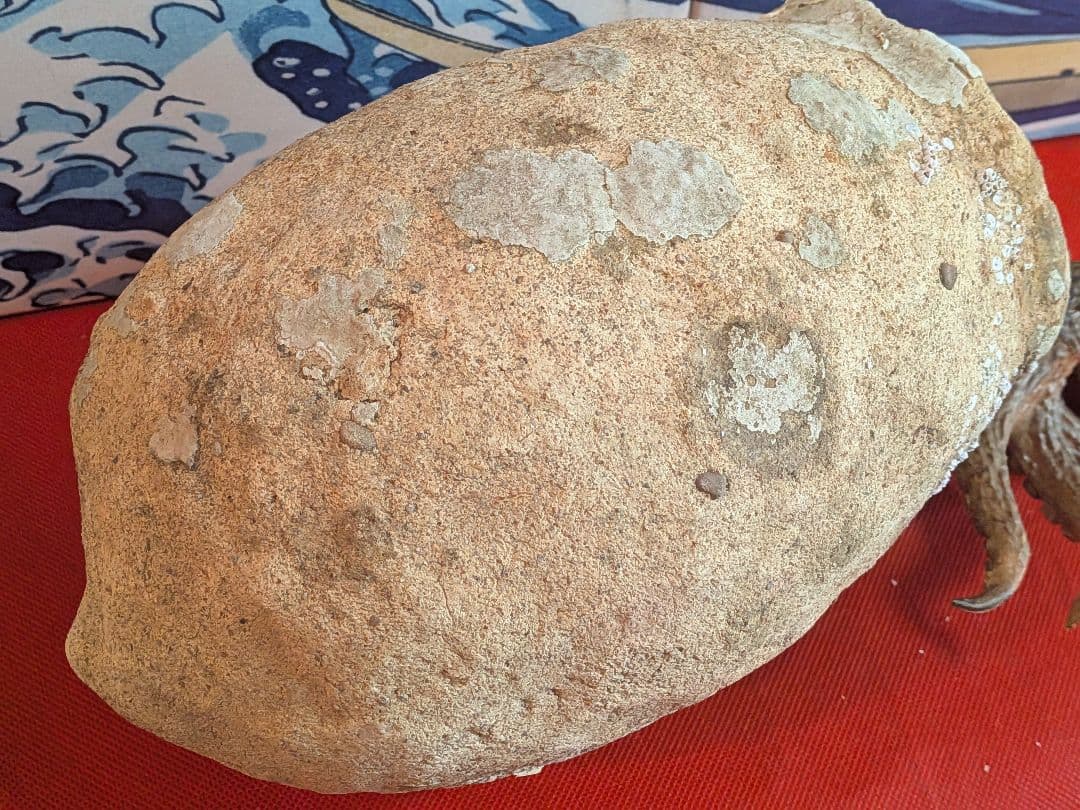 室町時代〜江戸時代頃瀬戸内海海上がり蜂尻形素焼古陶磁器２３センチ蛸壺オブジェ飾り