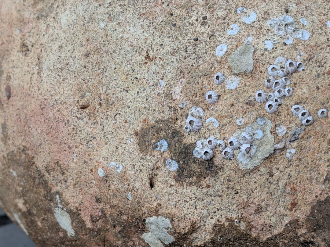 室町時代〜江戸時代頃瀬戸内海海上がり蜂尻形素焼古陶磁器２３センチ蛸壺オブジェ飾り