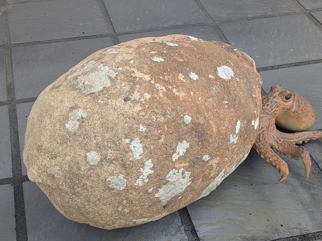 室町時代〜江戸時代頃瀬戸内海海上がり蜂尻形素焼古陶磁器２３センチ蛸壺オブジェ飾り