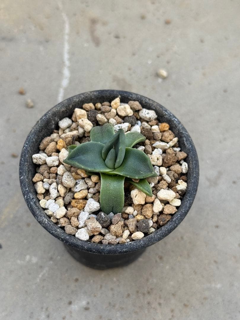 Agave 万雷(小島王妃吉祥天)