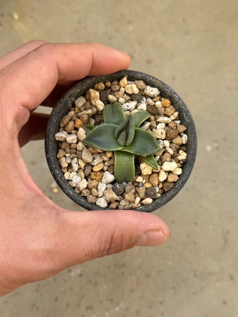 Agave 万雷(小島王妃吉祥天)