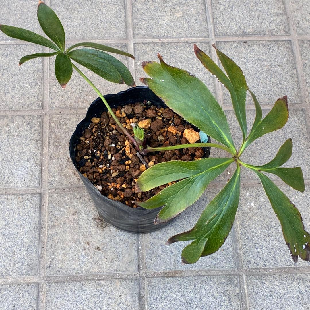 ヒ*イ様 ☘️蕾付き☘️3318⭐️SD⭐️べったりブロッチ⭐️激コントラスト⭐