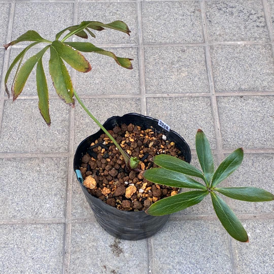 ヒ*イ様 ☘️蕾付き☘️3318⭐️SD⭐️べったりブロッチ⭐️激コントラスト⭐