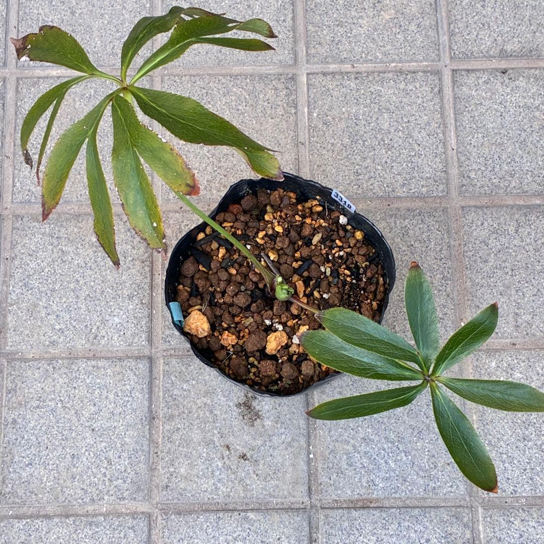 ヒ*イ様 ☘️蕾付き☘️3318⭐️SD⭐️べったりブロッチ⭐️激コントラスト⭐