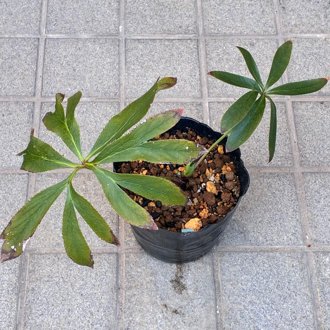 ヒ*イ様 ☘️蕾付き☘️3318⭐️SD⭐️べったりブロッチ⭐️激コントラスト⭐