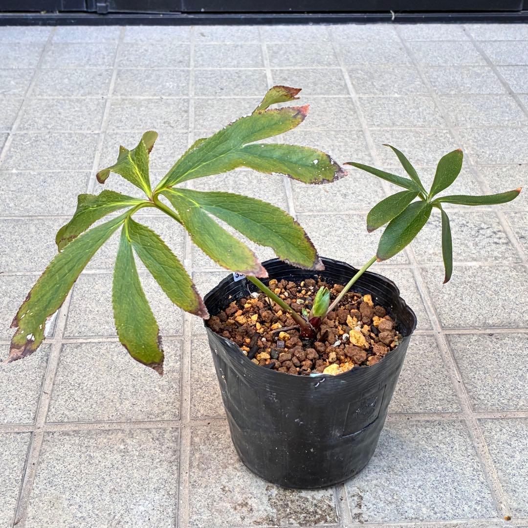 ヒ*イ様 ☘️蕾付き☘️3318⭐️SD⭐️べったりブロッチ⭐️激コントラスト⭐