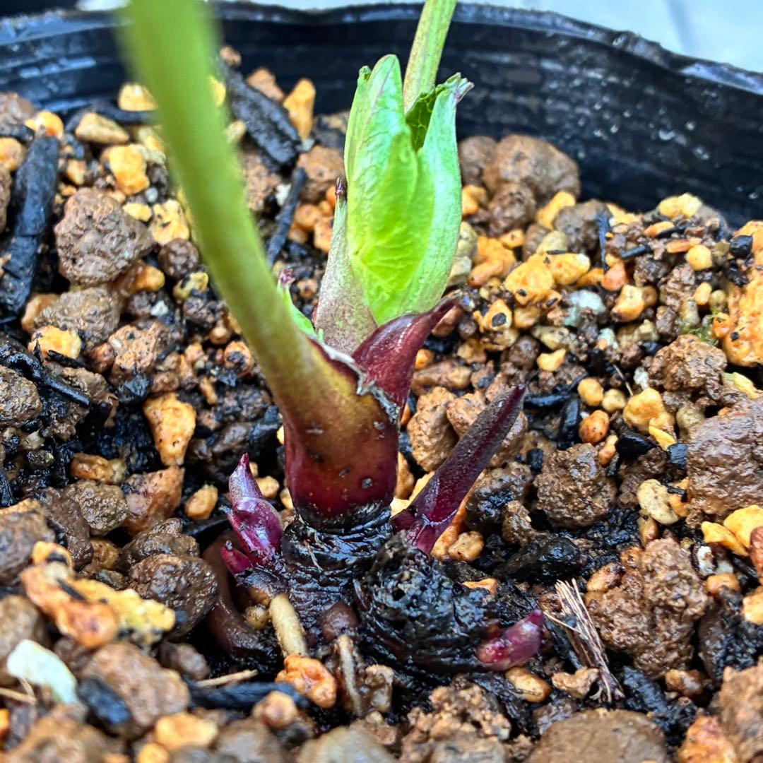 ヒ*イ様 ☘️蕾付き☘️3318⭐️SD⭐️べったりブロッチ⭐️激コントラスト⭐