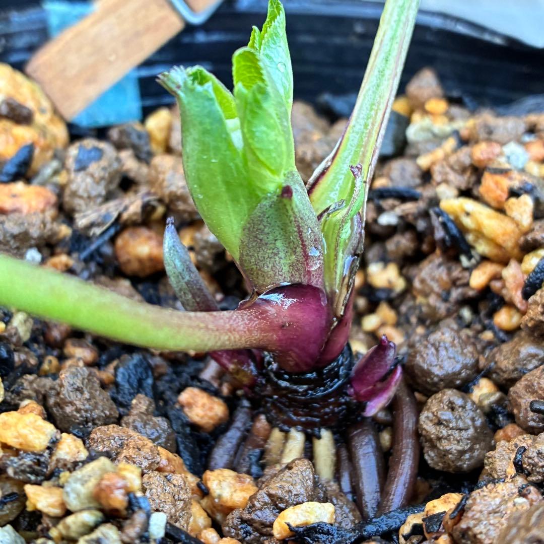 ヒ*イ様 ☘️蕾付き☘️3318⭐️SD⭐️べったりブロッチ⭐️激コントラスト⭐