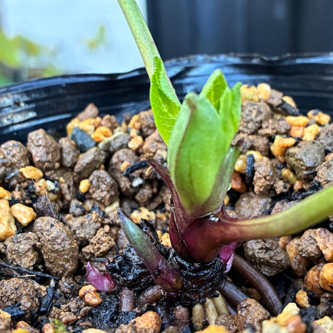 ヒ*イ様 ☘️蕾付き☘️3318⭐️SD⭐️べったりブロッチ⭐️激コントラスト⭐