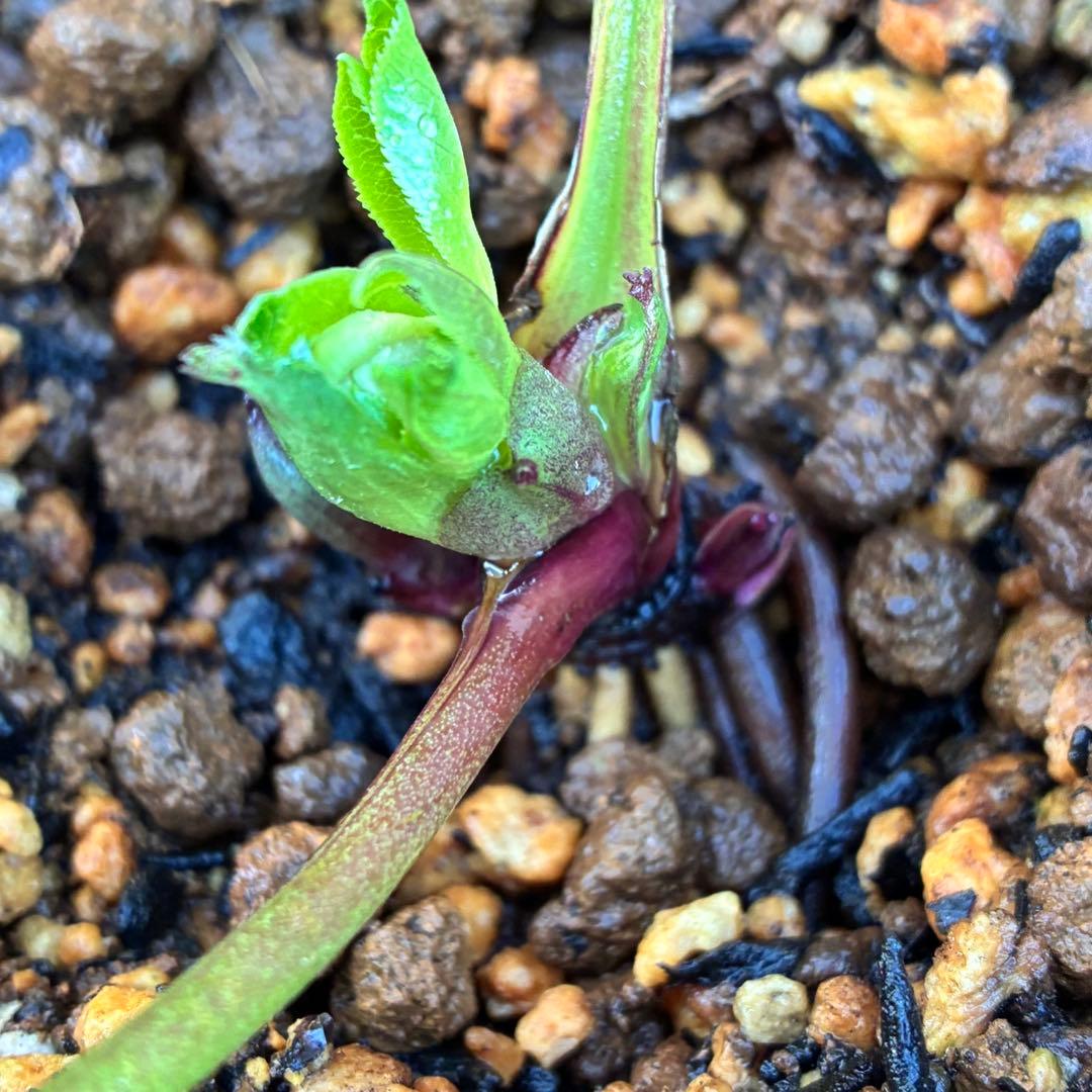 ヒ*イ様 ☘️蕾付き☘️3318⭐️SD⭐️べったりブロッチ⭐️激コントラスト⭐