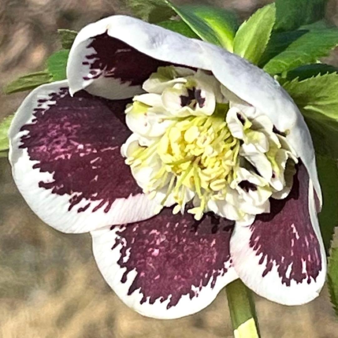 ヒ*イ様 ☘️蕾付き☘️3318⭐️SD⭐️べったりブロッチ⭐️激コントラスト⭐