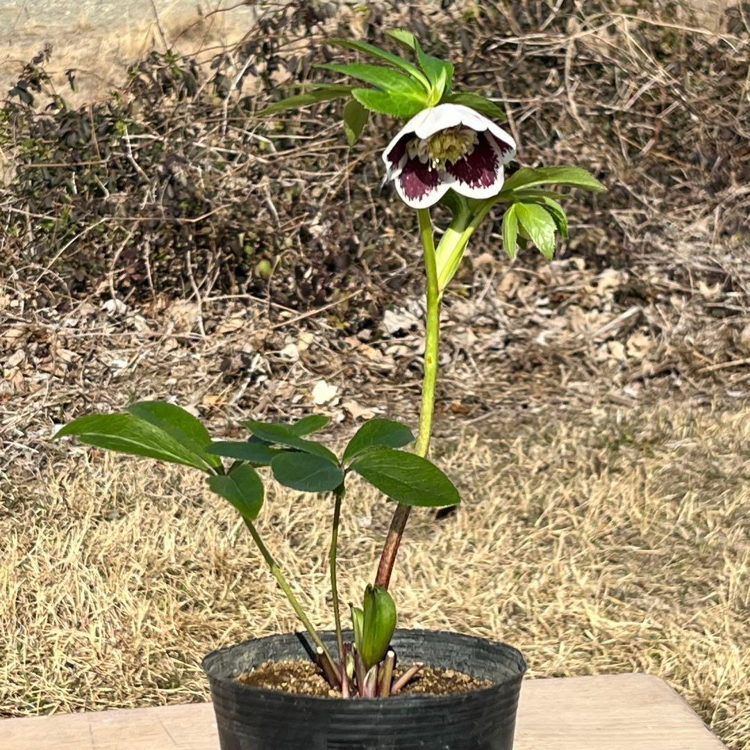 ヒ*イ様 ☘️蕾付き☘️3318⭐️SD⭐️べったりブロッチ⭐️激コントラスト⭐