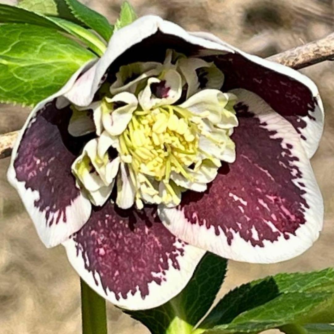 ヒ*イ様 ☘️蕾付き☘️3318⭐️SD⭐️べったりブロッチ⭐️激コントラスト⭐