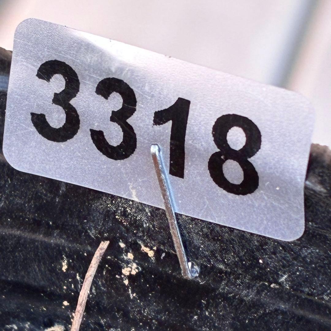 ヒ*イ様 ☘️蕾付き☘️3318⭐️SD⭐️べったりブロッチ⭐️激コントラスト⭐