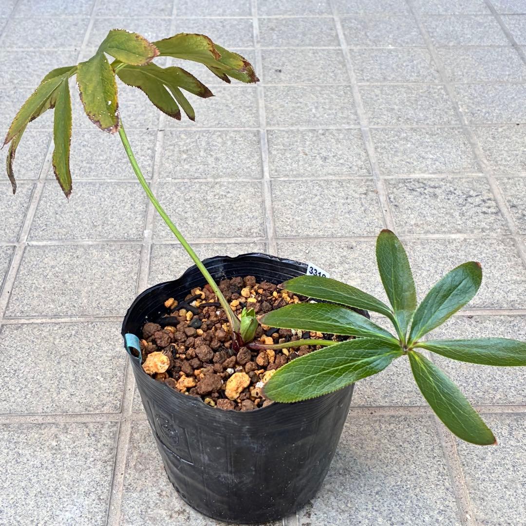 ヒ*イ様 ☘️蕾付き☘️3318⭐️SD⭐️べったりブロッチ⭐️激コントラスト⭐