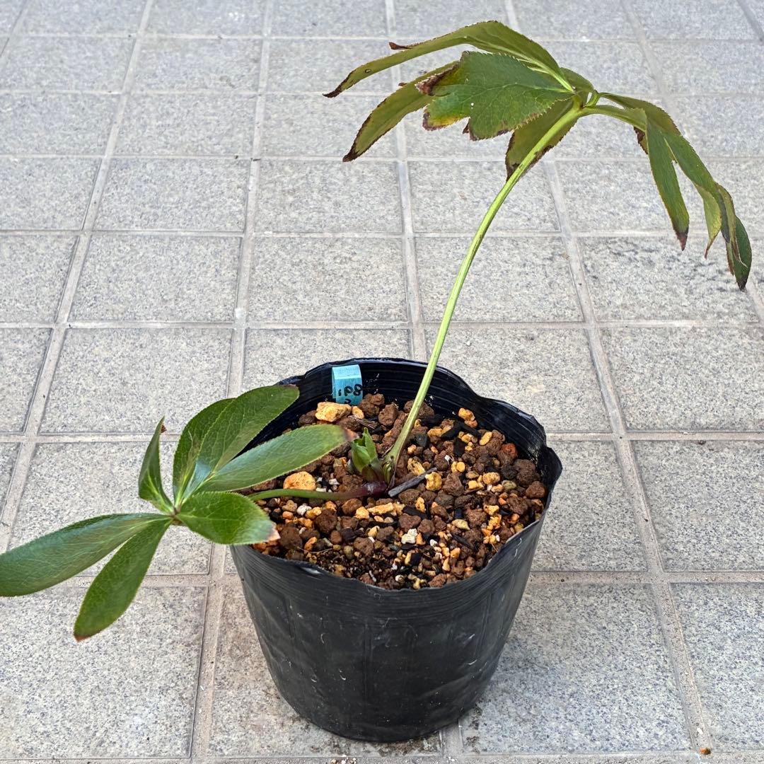 ヒ*イ様 ☘️蕾付き☘️3318⭐️SD⭐️べったりブロッチ⭐️激コントラスト⭐