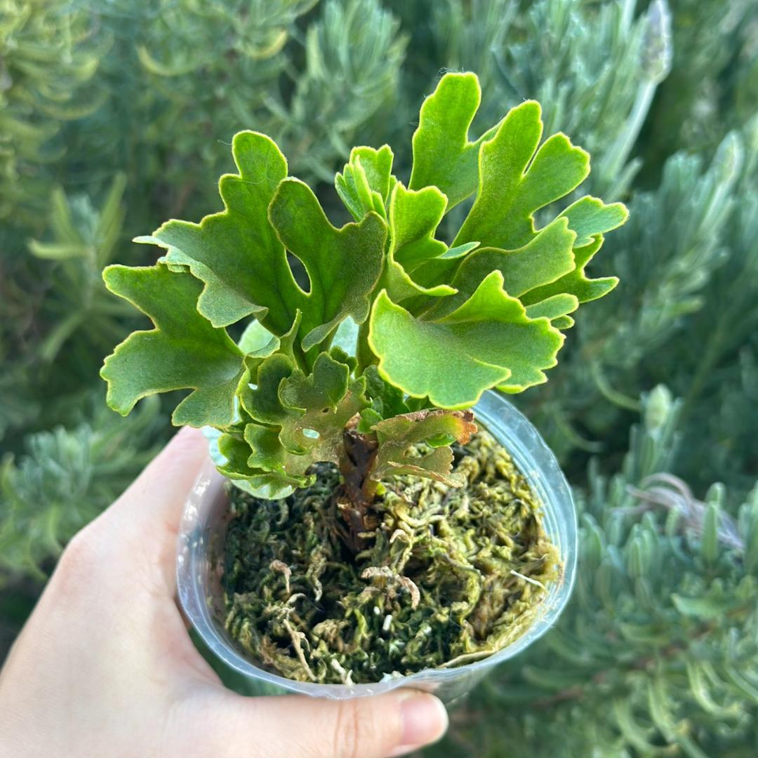 ビカクシダ P.ridleyi dwarf silver 1704