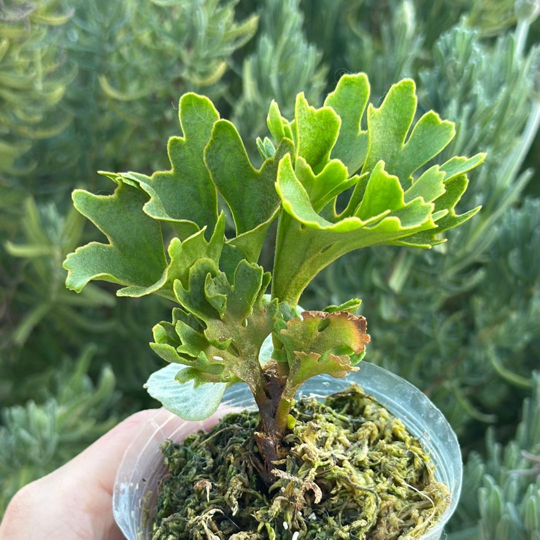 ビカクシダ P.ridleyi dwarf silver 1704