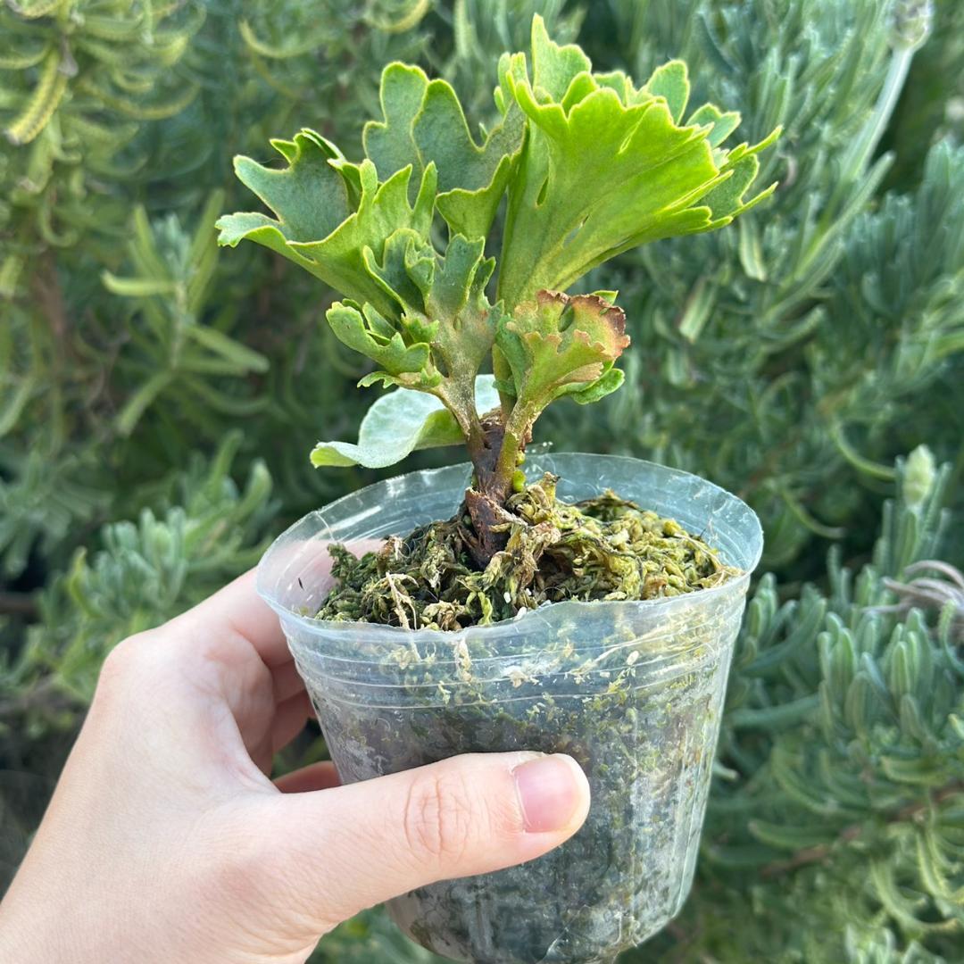 ビカクシダ P.ridleyi dwarf silver 1704