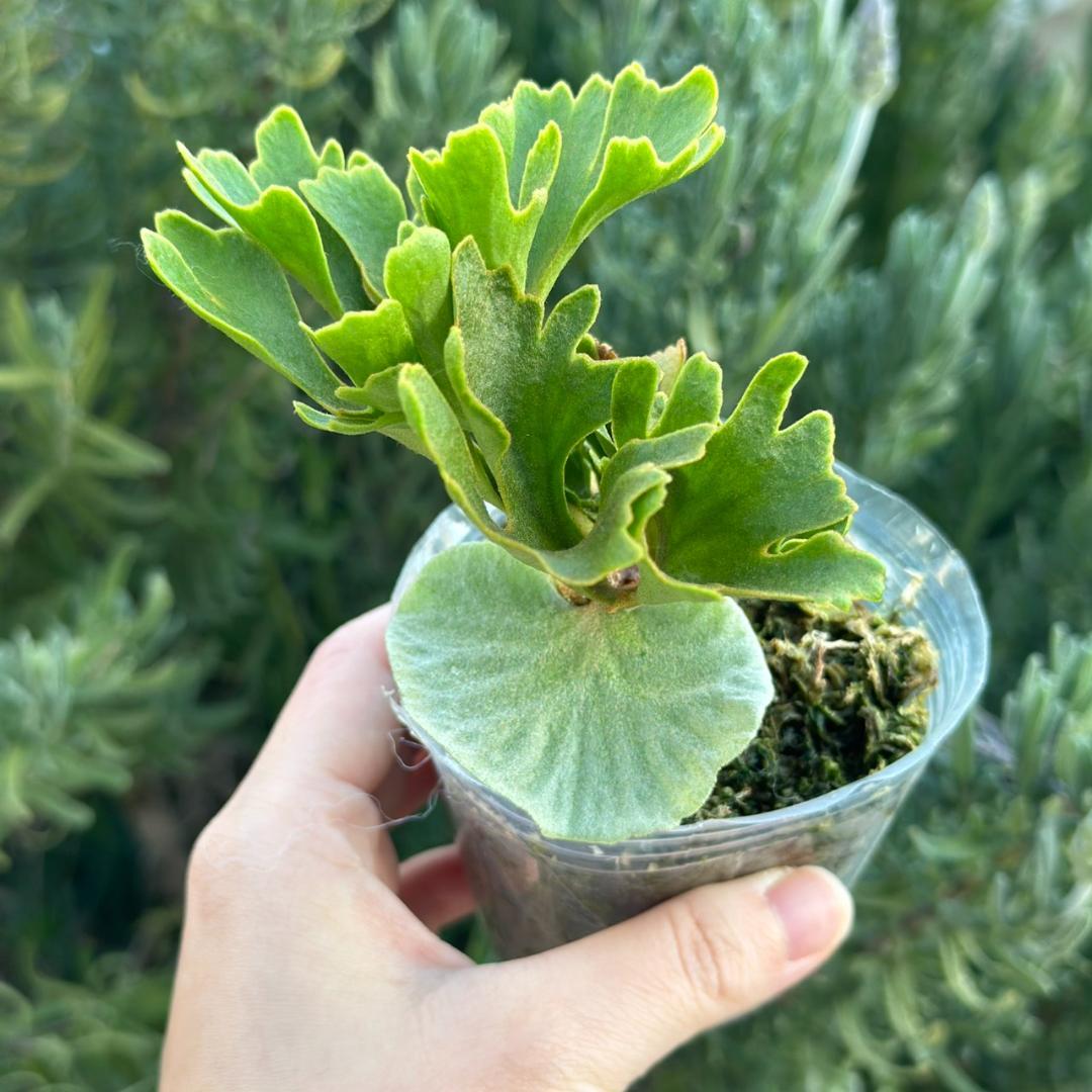 ビカクシダ P.ridleyi dwarf silver 1704