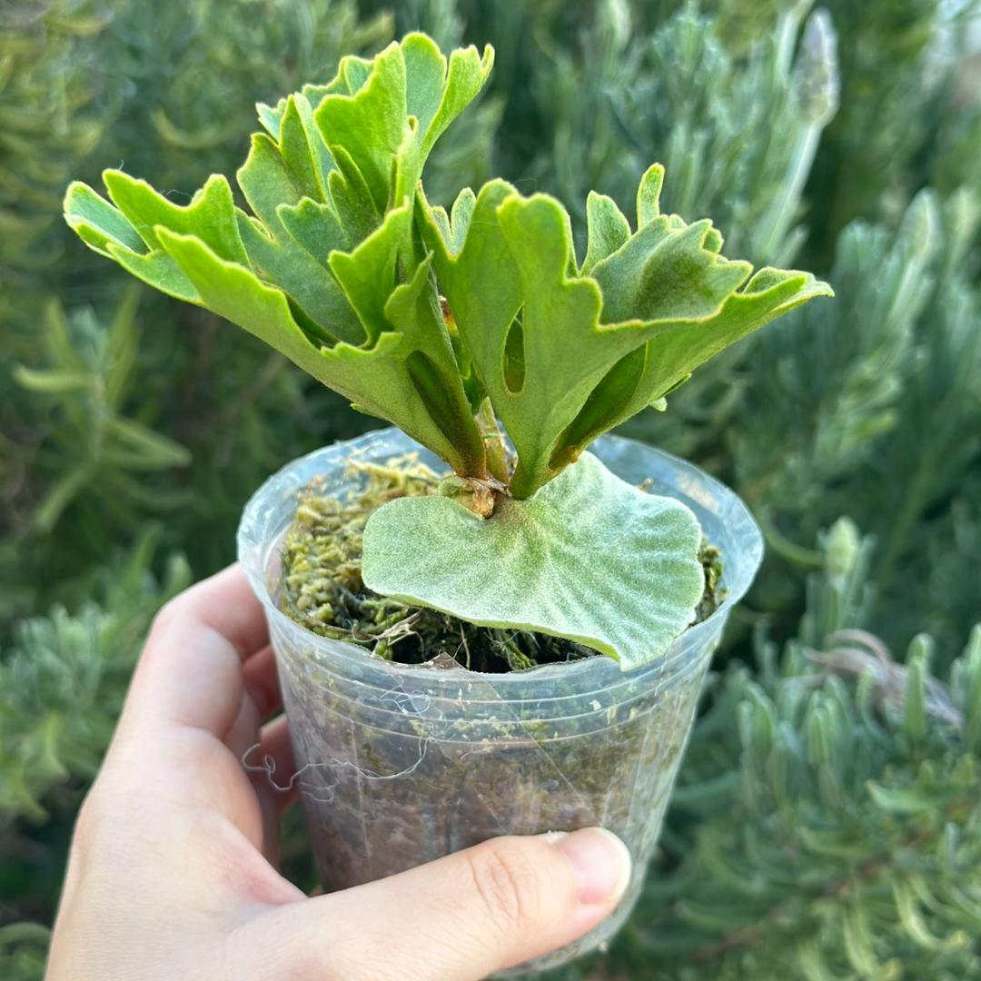 ビカクシダ P.ridleyi dwarf silver 1704