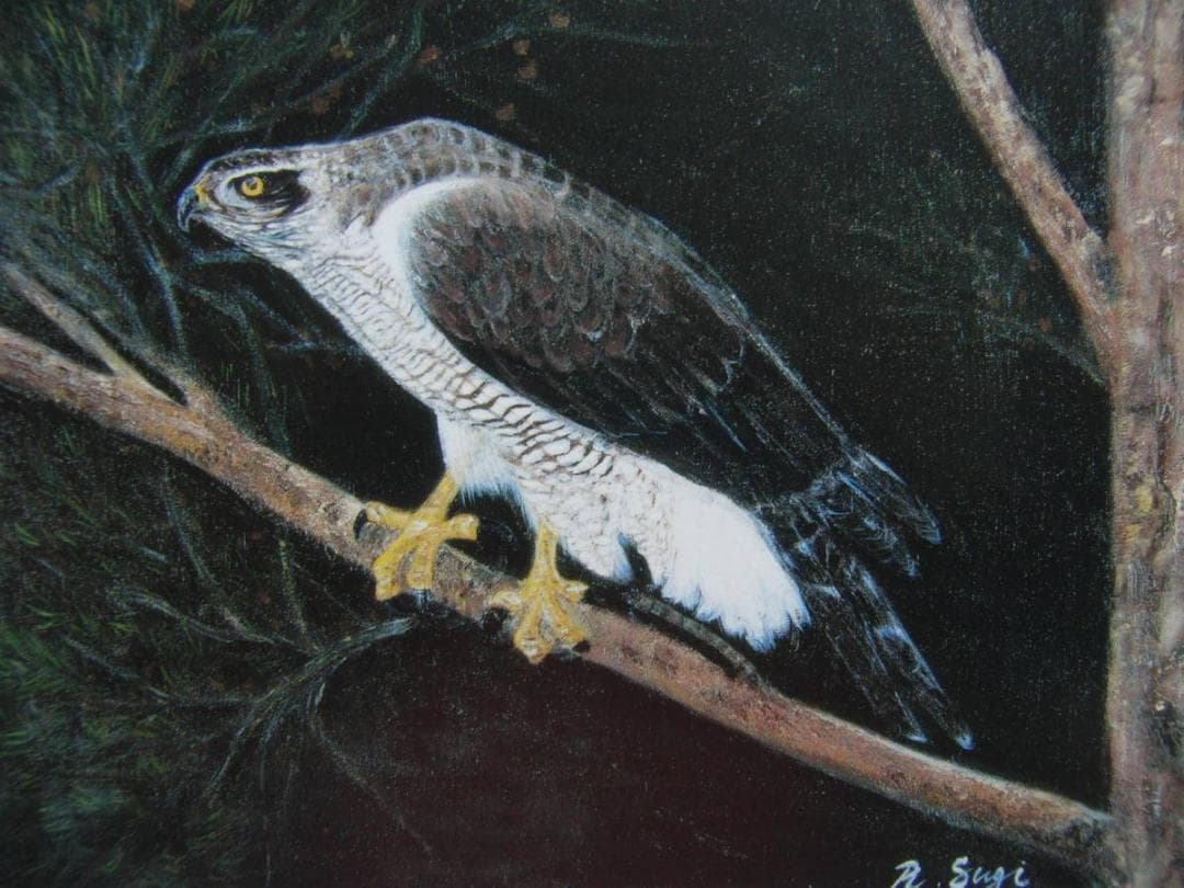 杉良太郎、「鷲」、希少画集画、新品高級額・額装付き、状態良好