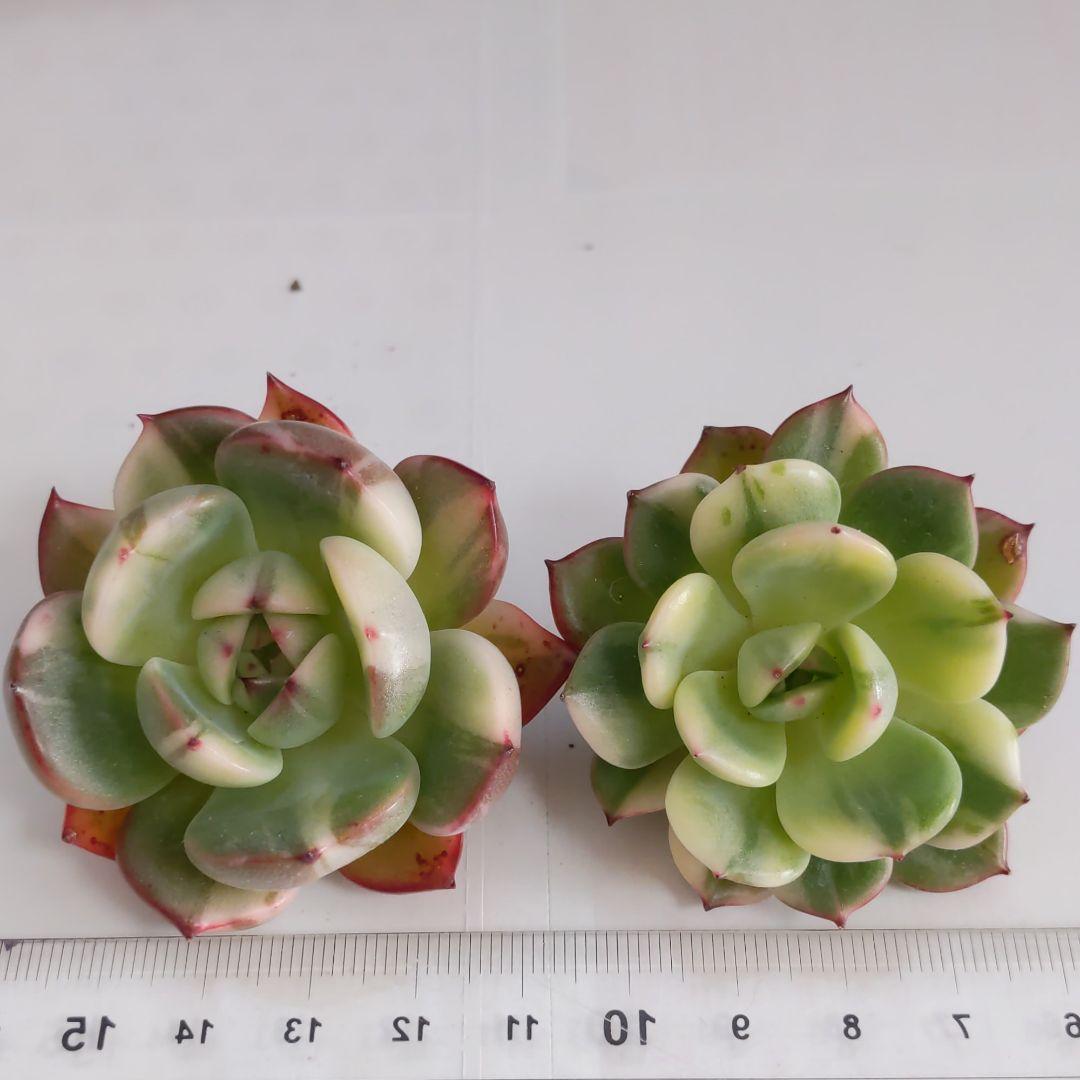 ♥マジョリカ様♥丸葉フラメンコ錦です(*^^*)　エケベリア　多肉植物