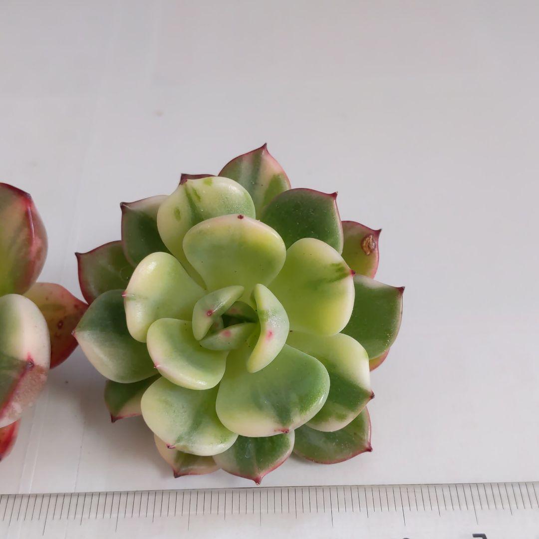 ♥マジョリカ様♥丸葉フラメンコ錦です(*^^*)　エケベリア　多肉植物