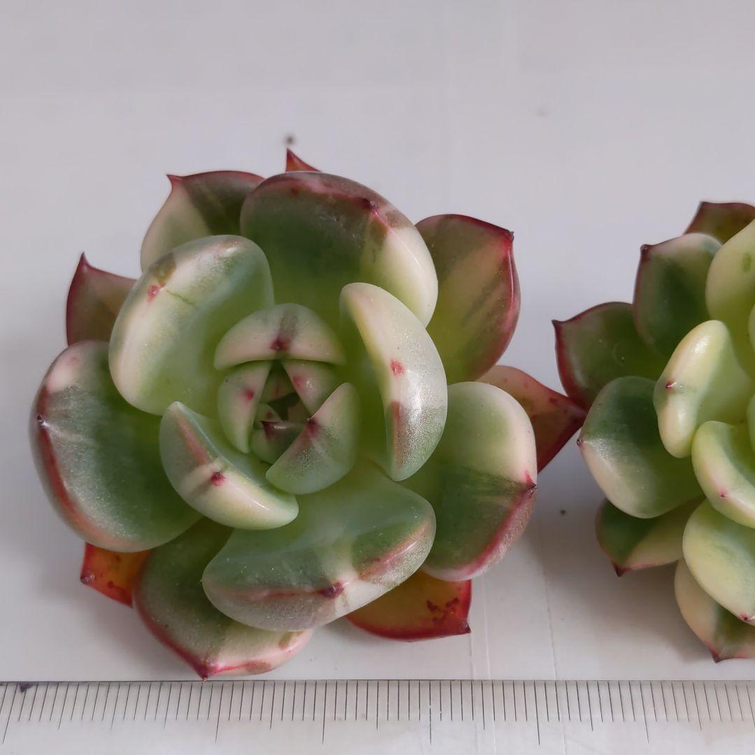 ♥マジョリカ様♥丸葉フラメンコ錦です(*^^*)　エケベリア　多肉植物