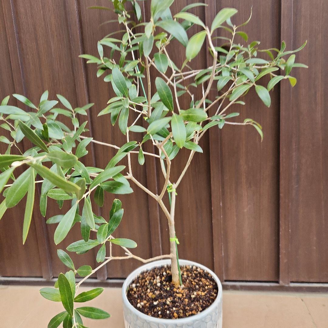 オリーブの木　ネバディロブランコ　陶器鉢植え　苗