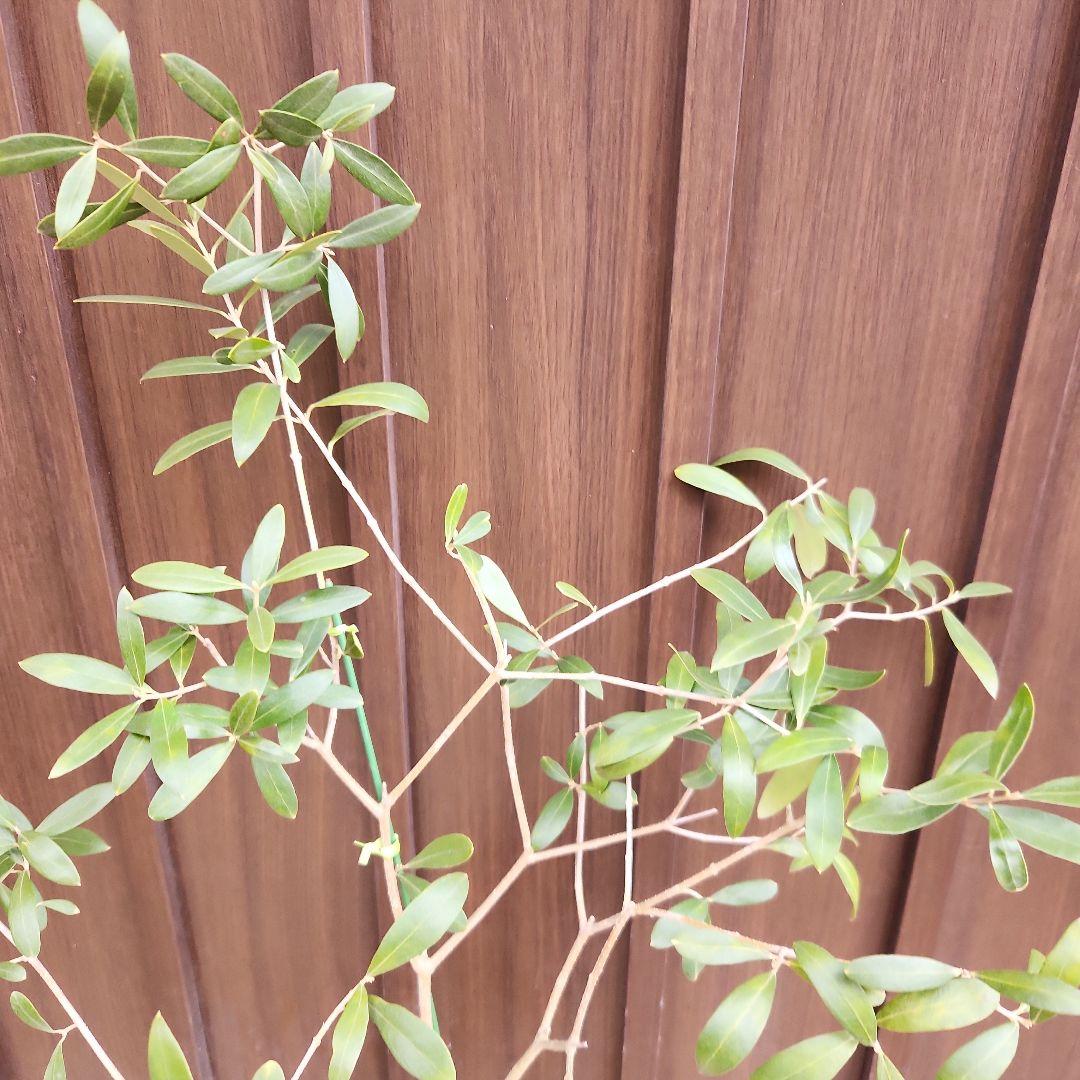 オリーブの木　ネバディロブランコ　陶器鉢植え　苗