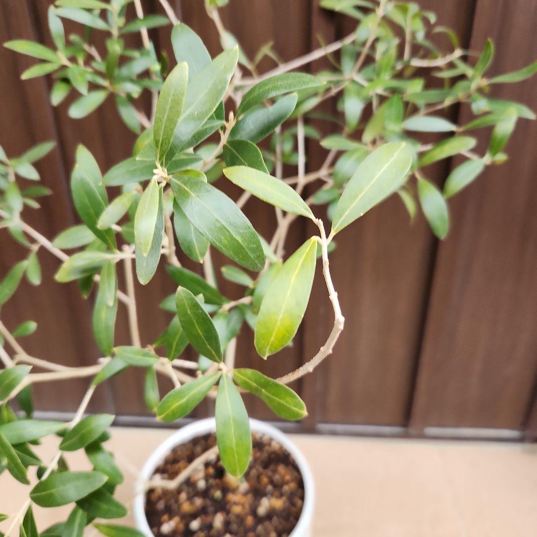 オリーブの木　ネバディロブランコ　陶器鉢植え　苗