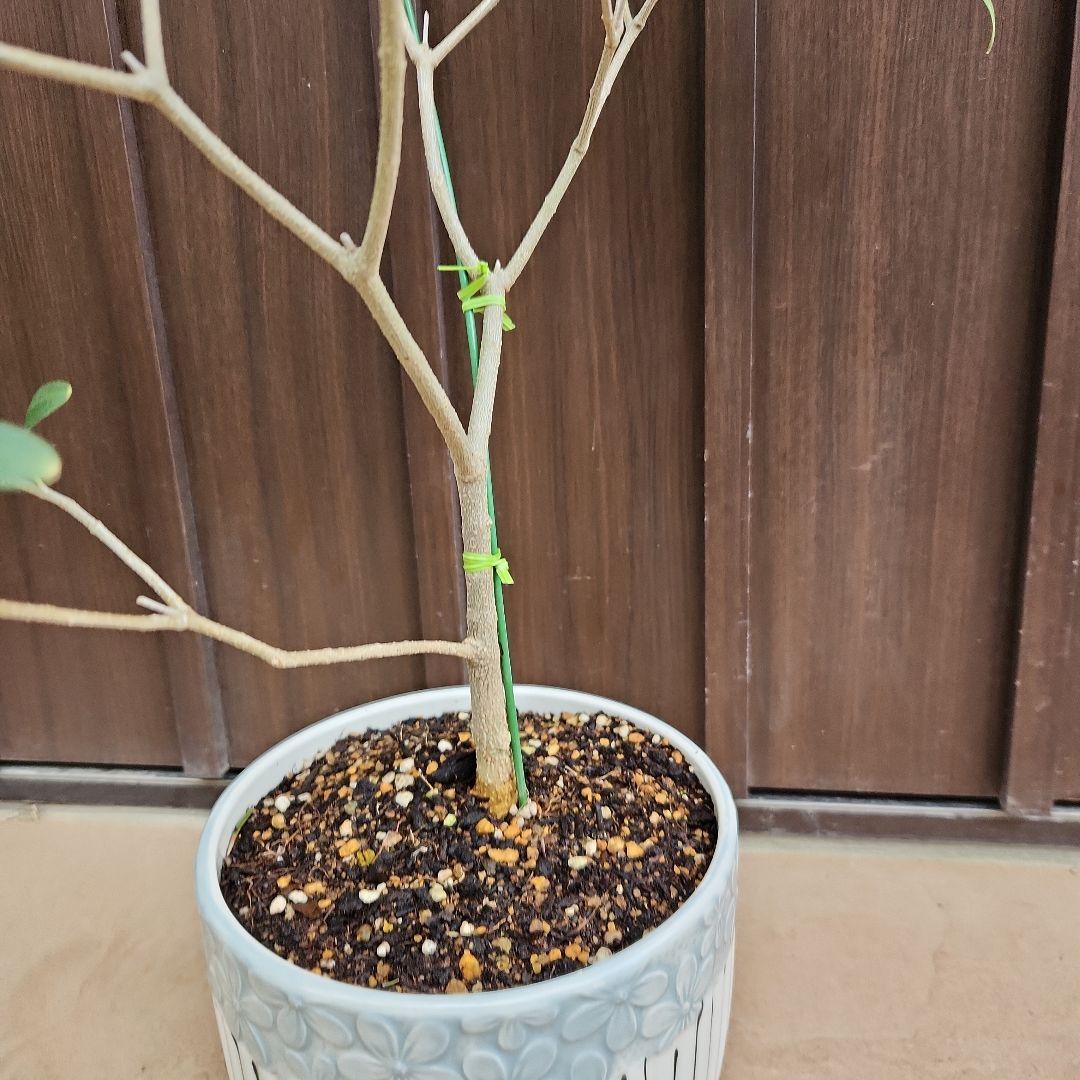 オリーブの木　ネバディロブランコ　陶器鉢植え　苗