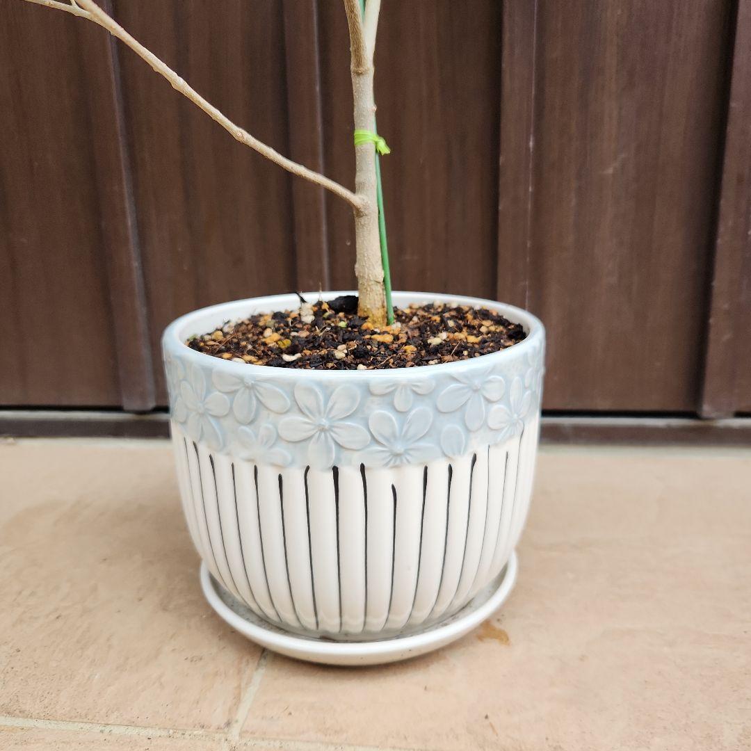 オリーブの木　ネバディロブランコ　陶器鉢植え　苗