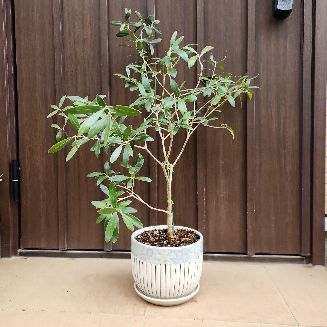 オリーブの木　ネバディロブランコ　陶器鉢植え　苗