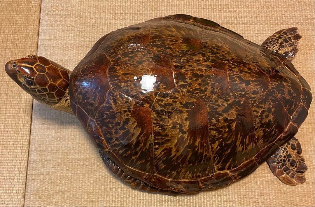 【希少】アオウミガメ 剥製 大きめ「国際希少野生動植物登録票」あり