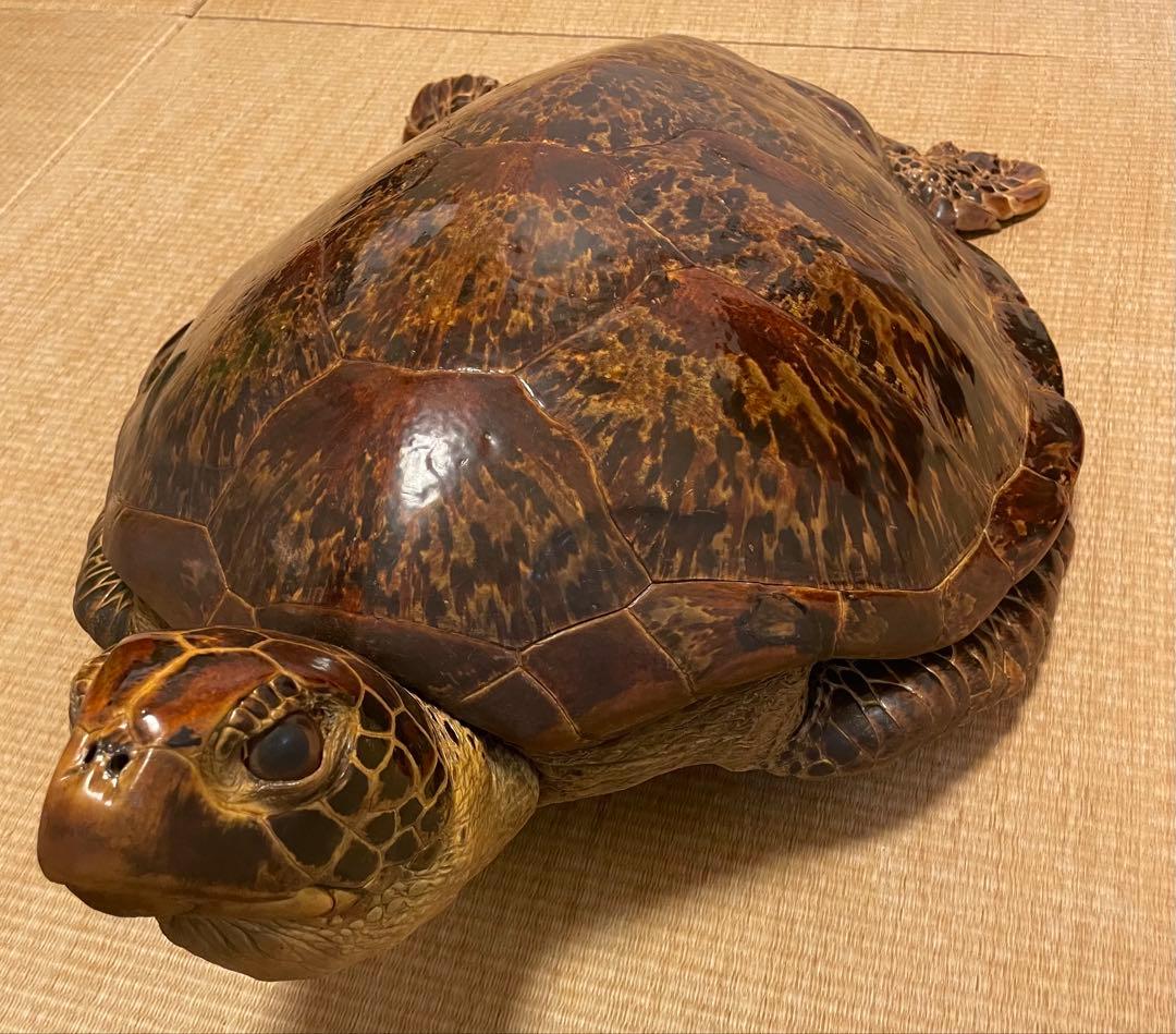 【希少】アオウミガメ 剥製 大きめ「国際希少野生動植物登録票」あり