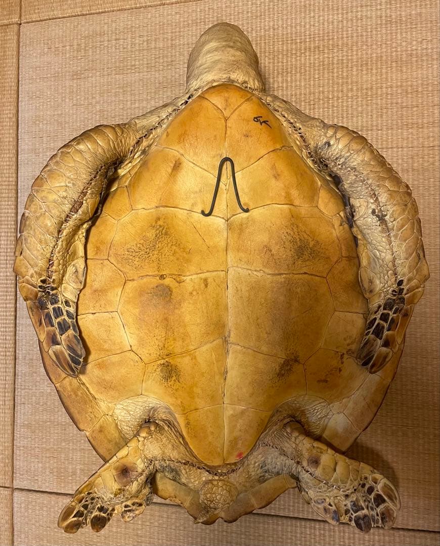 【希少】アオウミガメ 剥製 大きめ「国際希少野生動植物登録票」あり