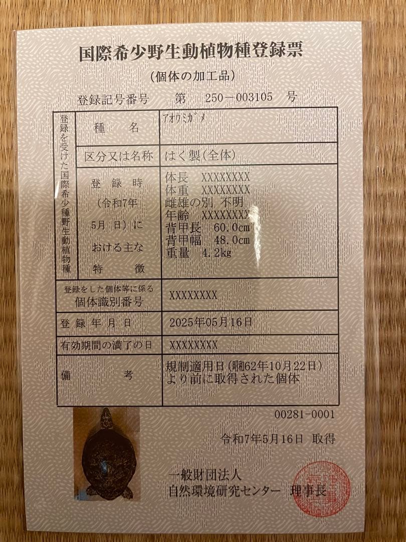 【希少】アオウミガメ 剥製 大きめ「国際希少野生動植物登録票」あり