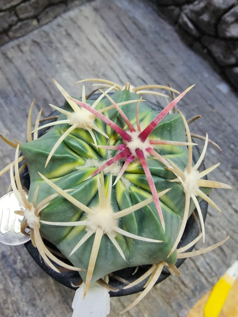 う*け様 サボテン　フェロカクタス　天城錦　H5