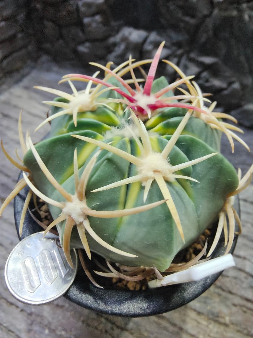 う*け様 サボテン　フェロカクタス　天城錦　H5