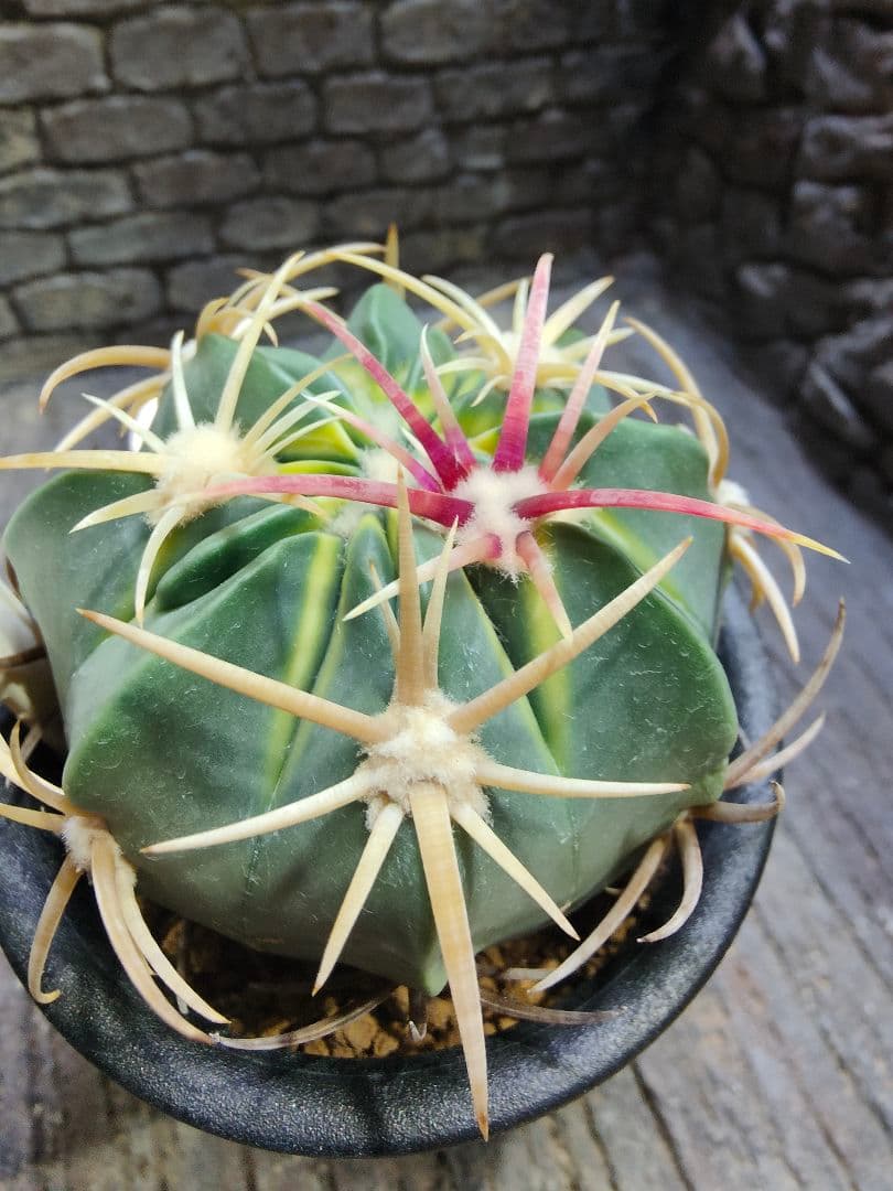 う*け様 サボテン　フェロカクタス　天城錦　H5